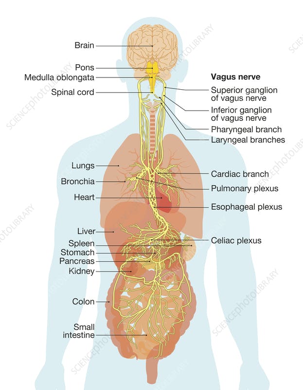 vagus nerve and human organs