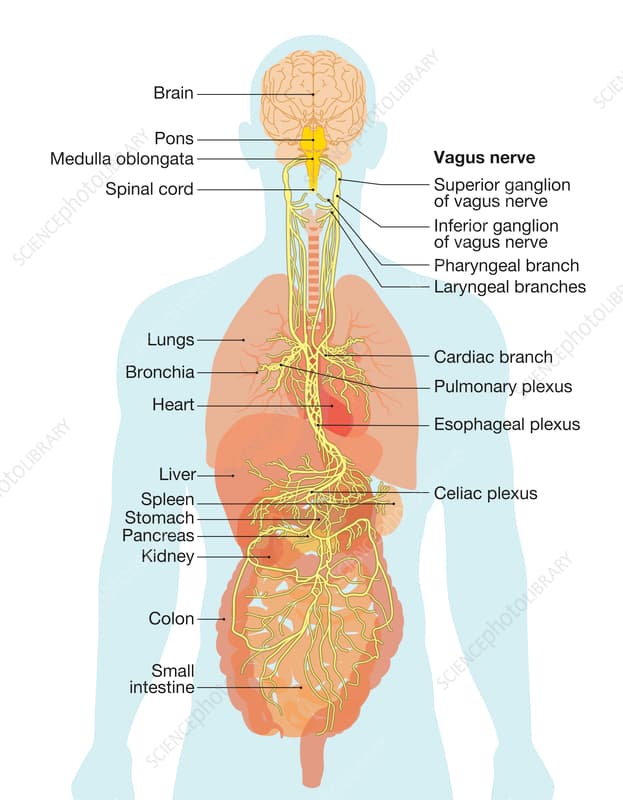 vagus nerve and human organs